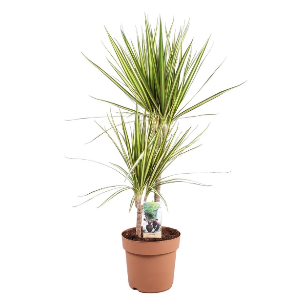 Image de Dracaena Sunray - Pot de 21cm