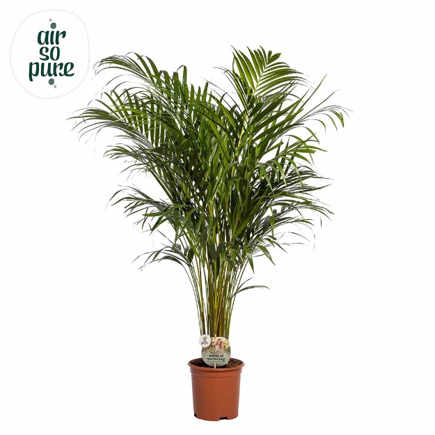 Image de Dypsis Lutescens chrysalidoca (pot de 21 cm) -  Air So Pure
