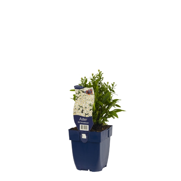 Image de Aster (D) 'Schneekissen' - pot de 11 cm.