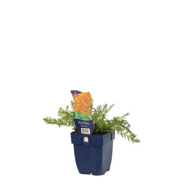 Image de Achillea 'Terracotta' - pot de 11 cm.