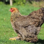 Image de Poule brahma géante