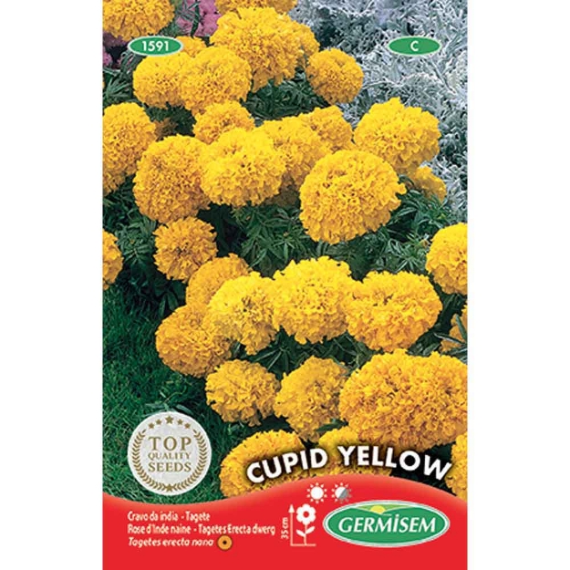 Image de Graines de tagète erecta (rose d'inde) cupid naine jaune