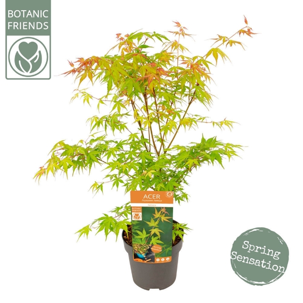 Image de Acer palm. 'Katsura'