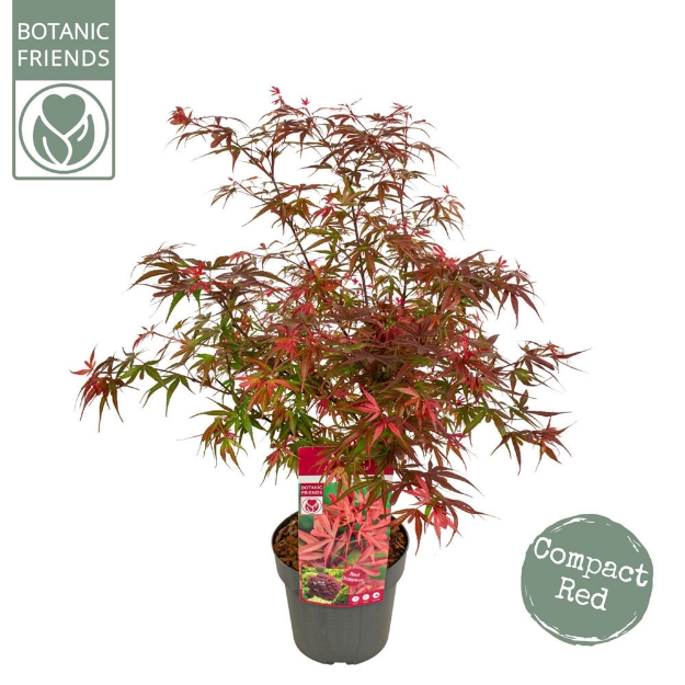 Image de Acer palm. 'Shaina'