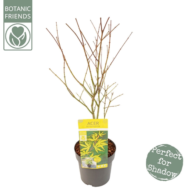 Image de Acer palm. 'Anne Irene' (PBR)