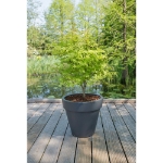 Image de Acer palm. 'Anne Irene' (PBR)