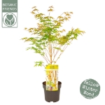 Image de Acer palm. 'Bi hoo'