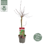 Image de Acer palm. 'Crimson Queen'