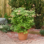 Image de Acer palm. 'Osakazuki'