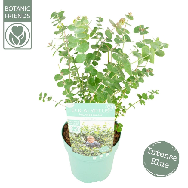 Image de Eucalyptus pulverulenta ‘Baby Blue’