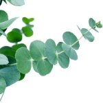 Image de Eucalyptus pulverulenta ‘Baby Blue’