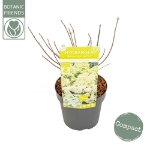 Image de Hydrangea pan. 'Magical Lime Sparkle' (PBR)