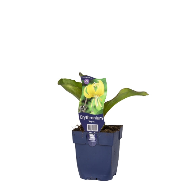 Image de Erythronium 'Pagoda' - pot de 11 cm.