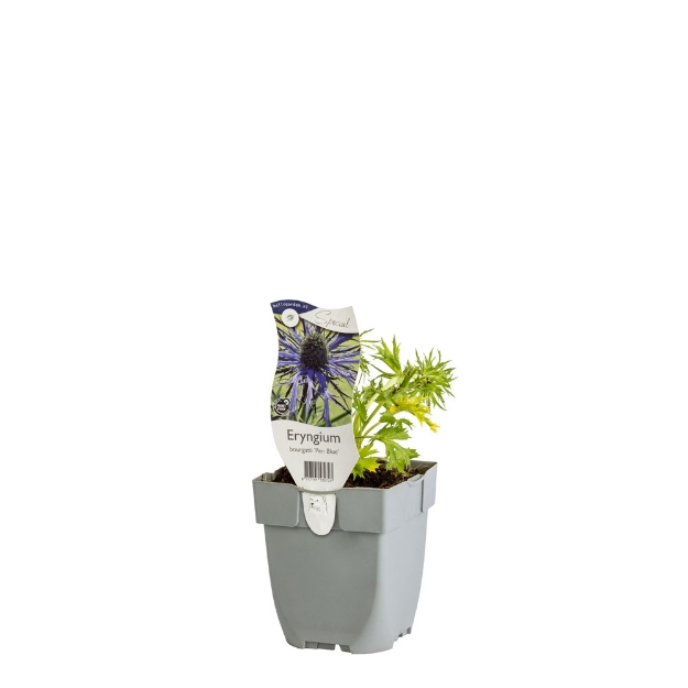 Image de Eryngium bourgatii 'Pen Blue' - pot de 11 cm.