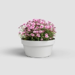 Image de COUPE CAPRI 25CM BLANC