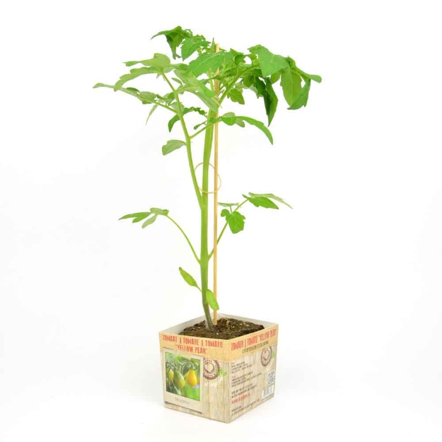 Image de Tomate Yellow Pear 10cm + boite