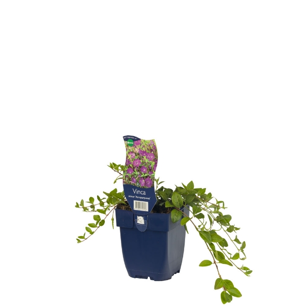 Image de Vinca minor 'Atropurpurea' - pot de 11 cm.