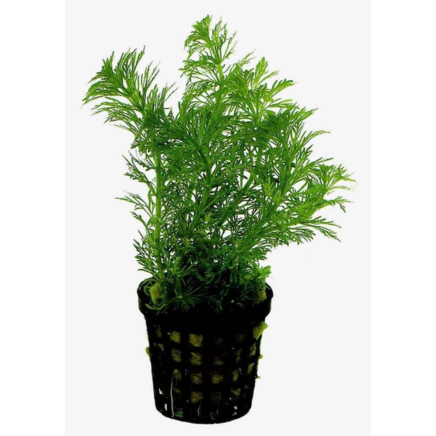 Image de Plante Limnophila Heterophylla 5 Cm En Pot