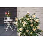 Image de Camellia wil. 'Jury's Yellow'