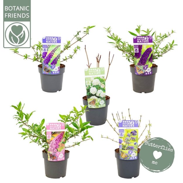 Image de N2N Butterfly - Buddleja davidii ‘Pink’ (PBR)