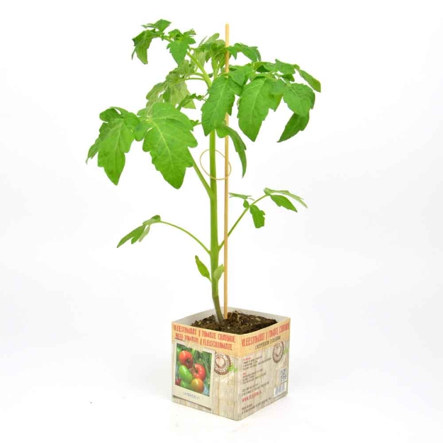 Image de Tomate charnue - Hybride 10cm + boite
