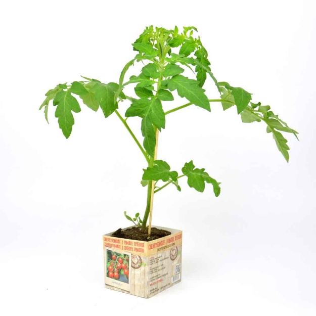 Image de Tomate apéritif 10cm + boite