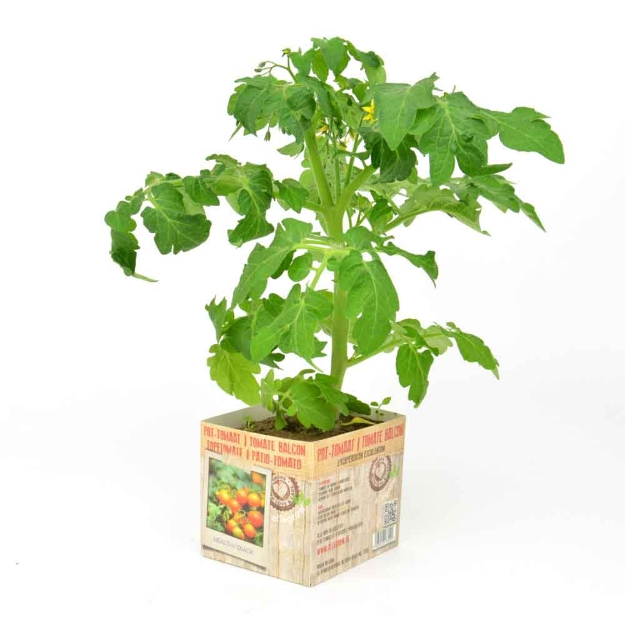 Image de Tomate balcon 10cm + boite