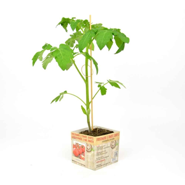 Image de Tomate grapes 10cm + boite