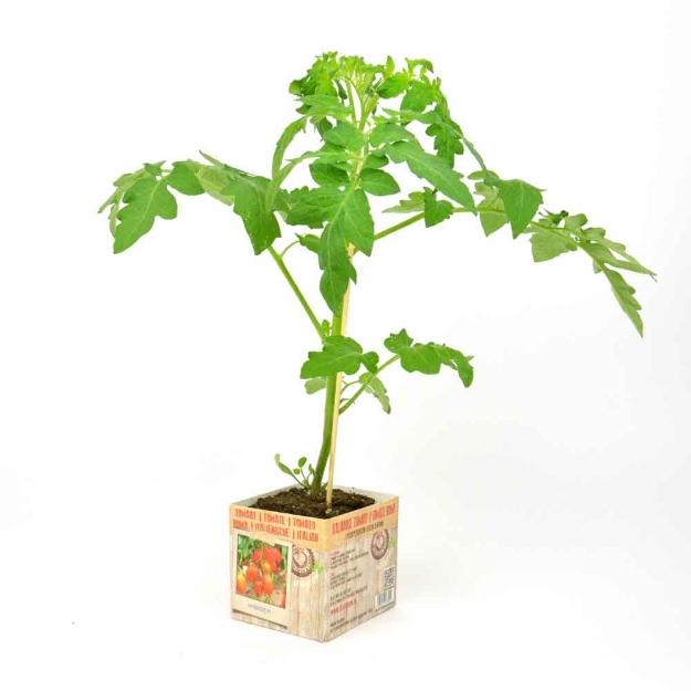 Image de Tomate roma 10cm + boite