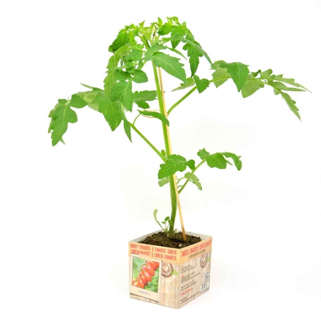 Image de Tomate snack 10cm + boite