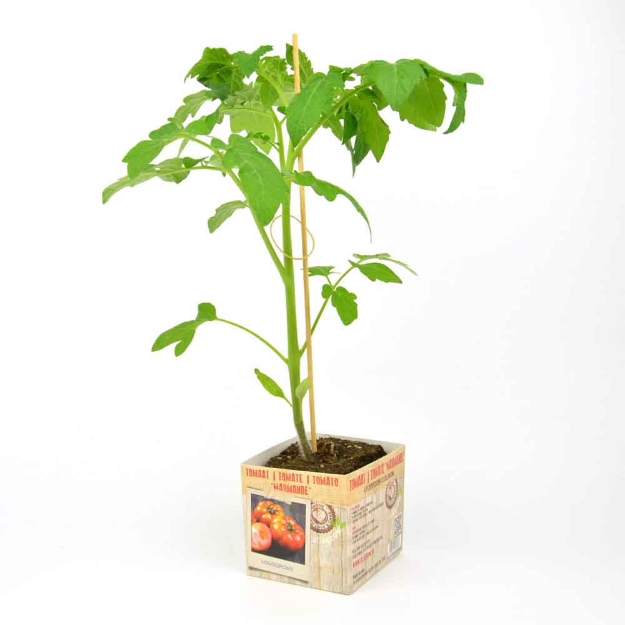 Image de Tomate Marmande 10cm + boite