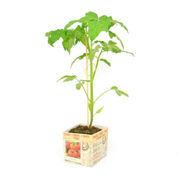 Image de Tomate Pyros 10cm + boite