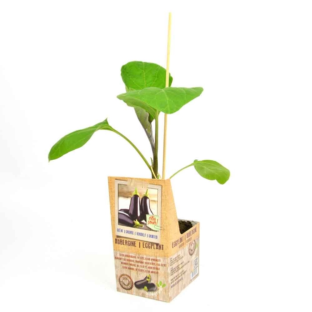 Image de Aubergine greffée 10cm + boite