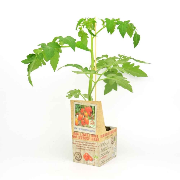 Image de Tomate roma greffée 10cm + boite
