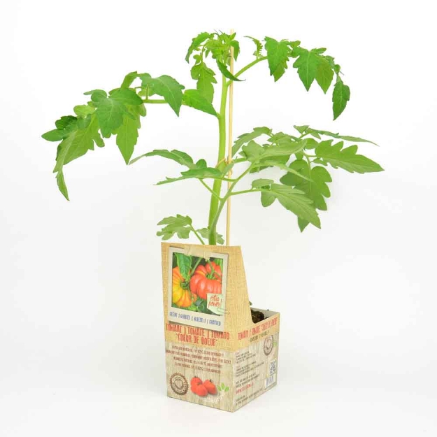 Image de Tomate 'Coeur de Boeuf' greffée 10cm + boite