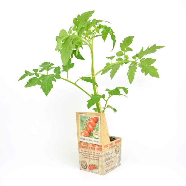 Image de Tomate snack greffée 10cm + boite