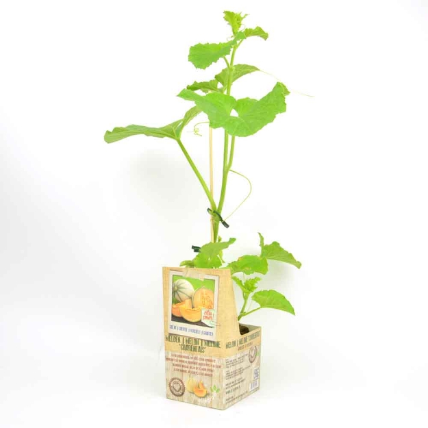 Image de Melon Charentais greffée 10cm + boite
