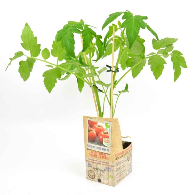 Image de Tomate greffée double-tête 10cm + boite