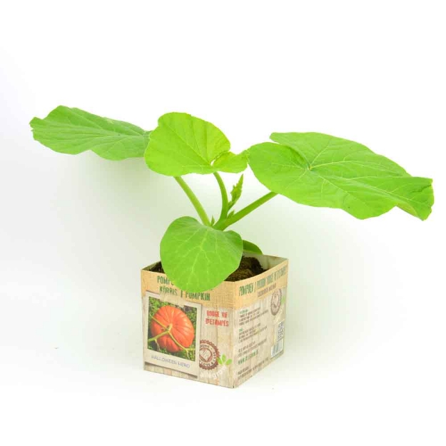 Image de Potiron Rouge vif D'etampes 10cm + boite