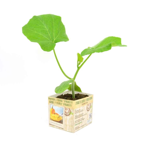 Image de Courge spaghetti 10cm + boite
