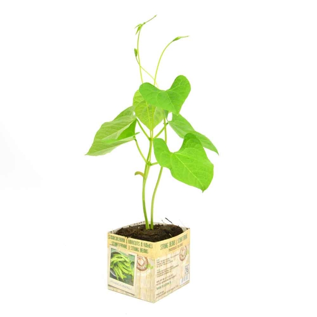 Image de Haricots à rames 10cm + boite