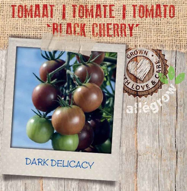 Image de Tomate Black Cherry 10cm + boite