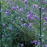 Image de BORDURE FESTONEE  - 100 cm