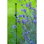 Image de BORDURE FESTONEE  - 100 cm