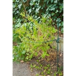 Image de ANNEAU ½-CERCLE - DIAM45 cm