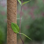 Image de Agrafes métalliques pour tuteur coco 10pcs