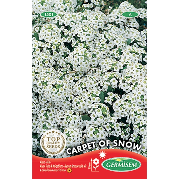 Image de Graines d'alysse tapis de neige blanc
