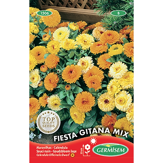 Image de Graines de calendula (souci) fiesta gitana varié