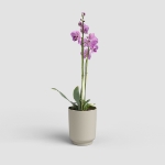 Image de POT MIAMI ORCHIDÉE 12,5 MA CRÈME