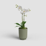 Image de POT MIAMI WAVY ORCHIDÉE 12,5 MA VERT CENDRÉ